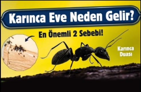 Evine karınca geliyorsa