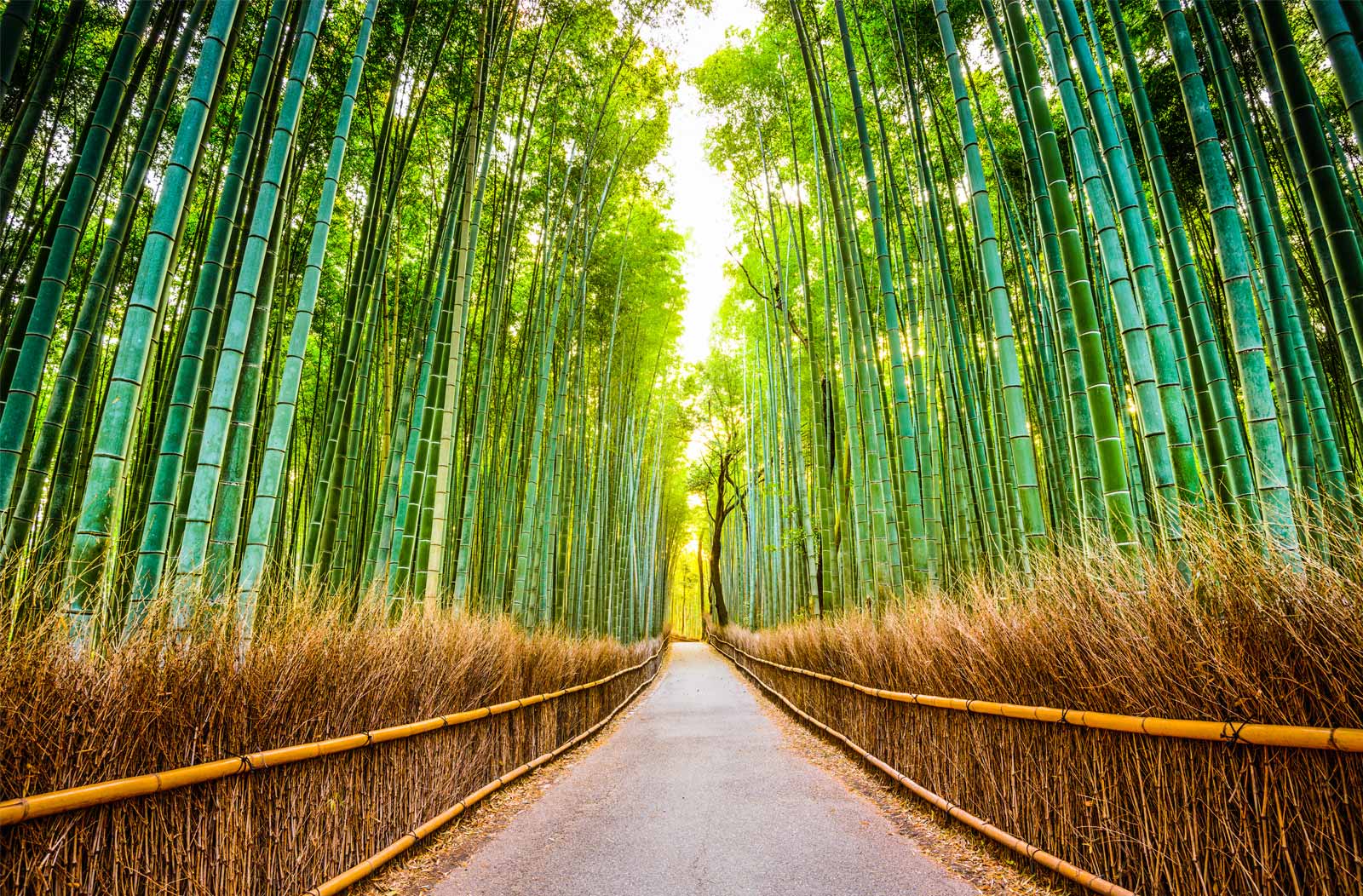 bambu ormani japonya