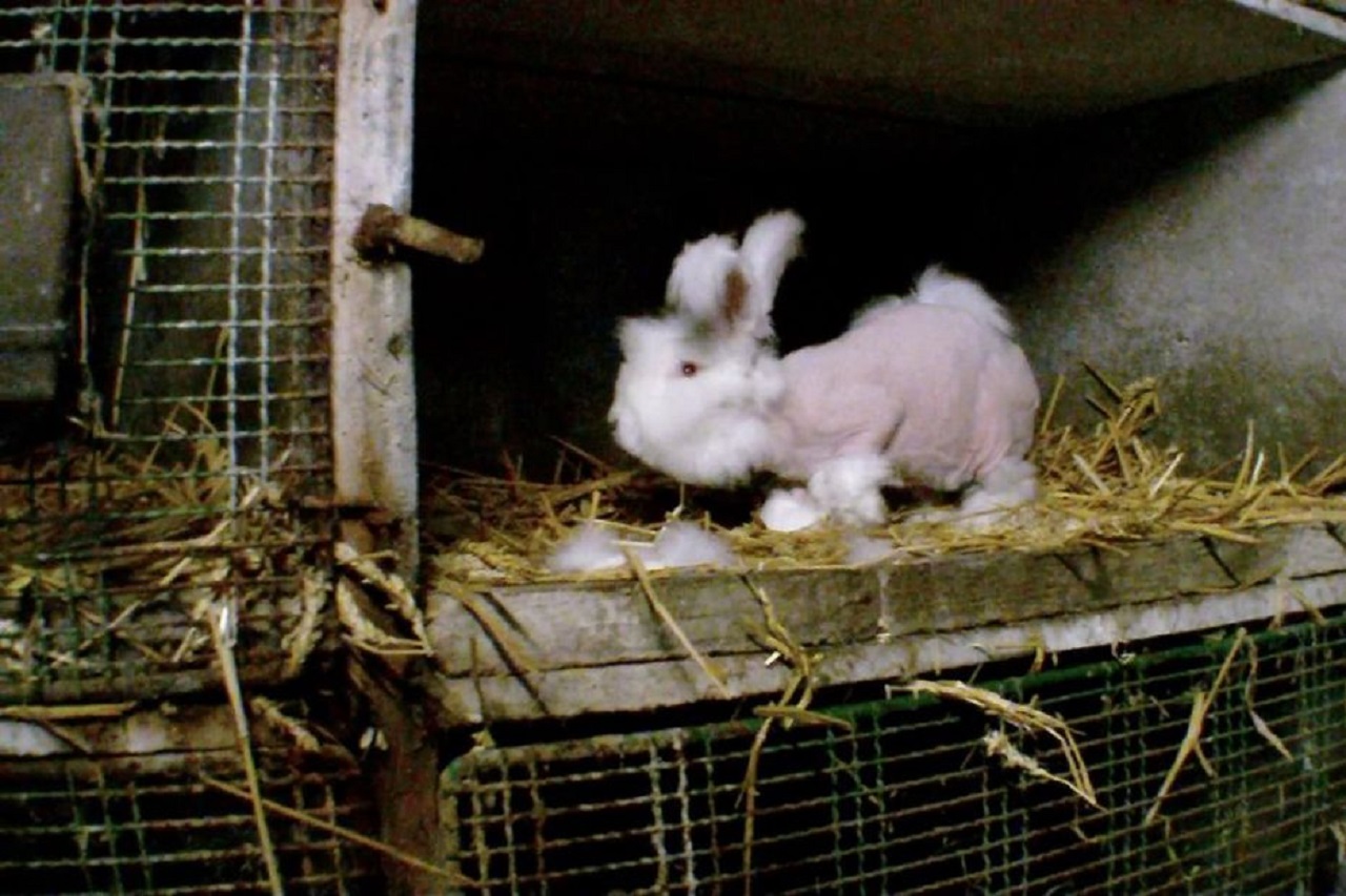 Fransa’da One Voice derneği angora (Ankara) tavşanlarının tüy almasını kınadı