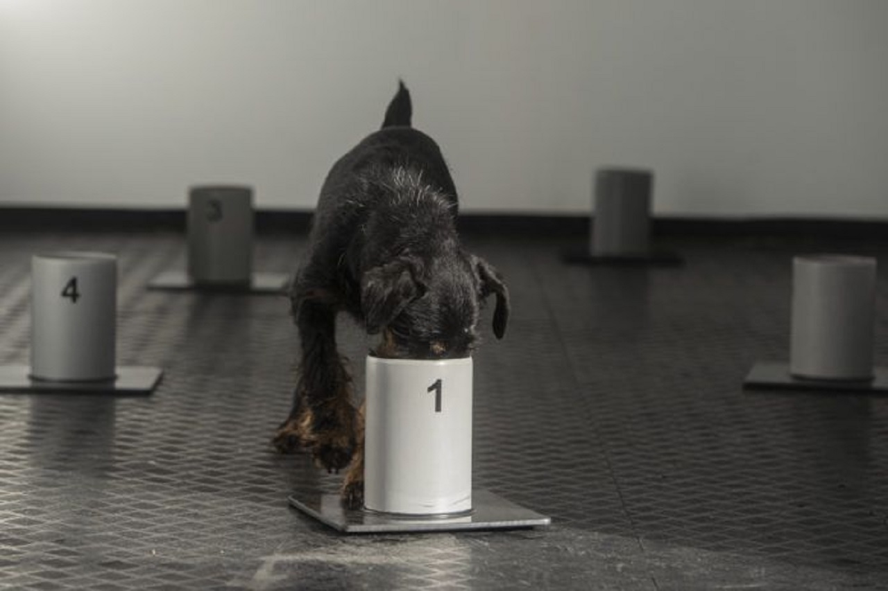 COVID-19 hastalarını tespit etmek için eğitilmiş köpekler