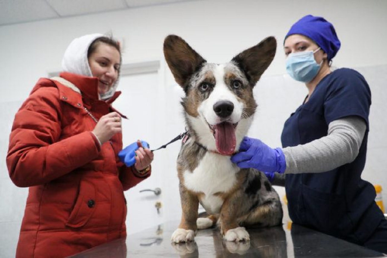 Kedi ve köpeklerin de Covid-19’a karşı aşılanması gerekecek mi? Rusya’da hazırlık aşamasında olan bir aşı