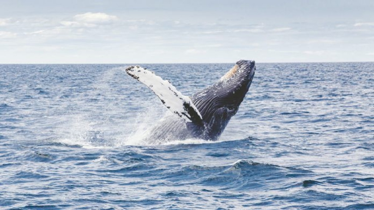 2020’de gözlemlenen bu çevresel gelişmeler: Balinaların dönüşü, Daha az kirlenme
