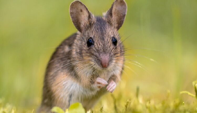Tula hantavirüs böbrek yetmezliği: insanlarda fare virüsü tespit edildi