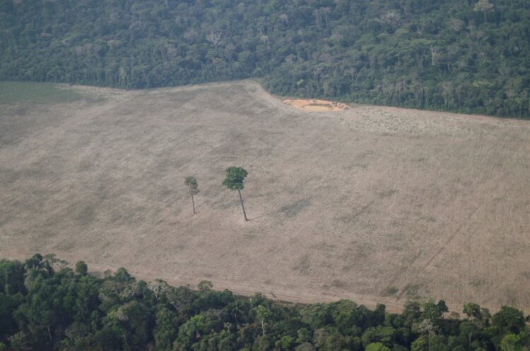 Brezilya, Amazon ormansızlaşmasını azaltmak için 1 milyar dolarlık dış yardım istiyor