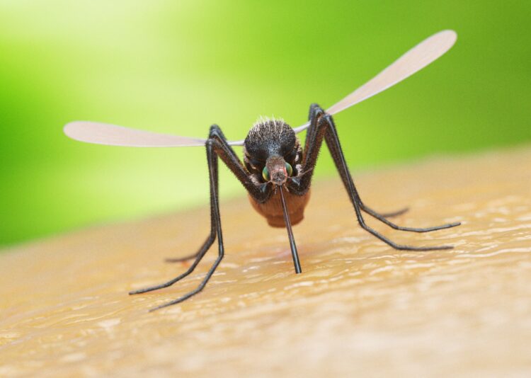 Genetiği değiştirilmiş sivrisinekleri açığa çıkarmak ölümcül sonuçlar doğurabilir