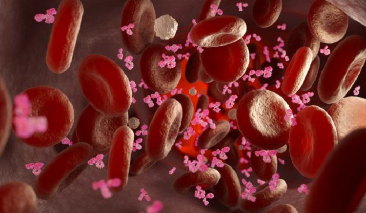 Kovid antikorları çok kalıcıdır: kanda en az sekiz ay kalırlar