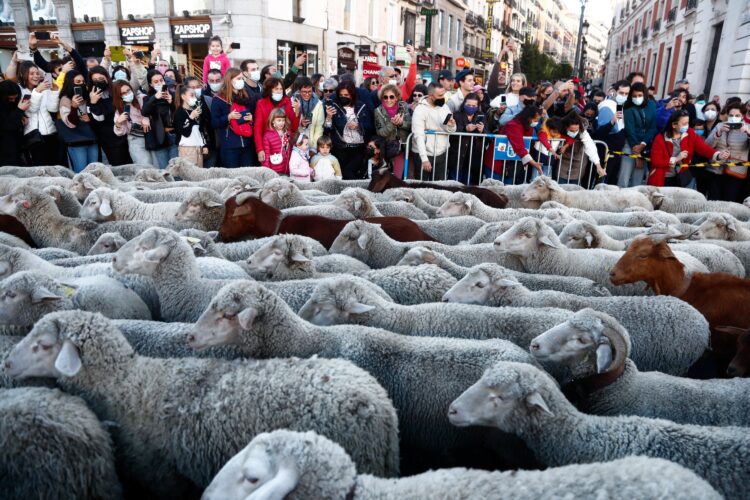 Kışlık otlaklara giden koyunlar Madrid sokaklarında arabaların yerini alıyor