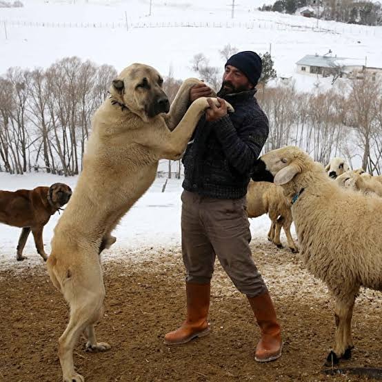 Köpek Sürüsü