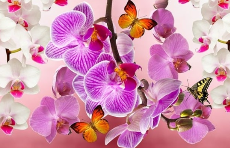 Orkidenin çiçekleri sürekli açacak