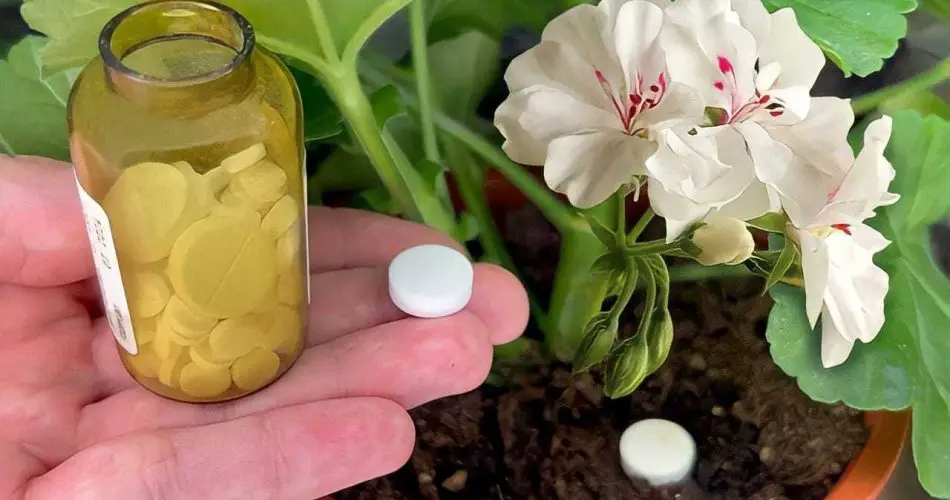 Herhangi bir ev çiçeğinin açması için 1 tablet yeterlidir: hemen canlanacaktır