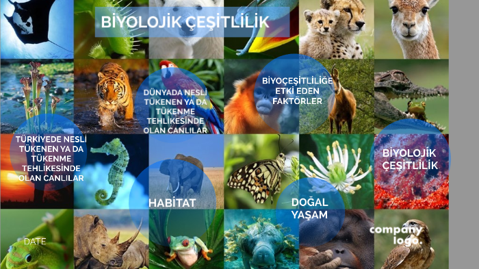 Biyolojik Çeşitlilik ve Nesli Tükenen Türler