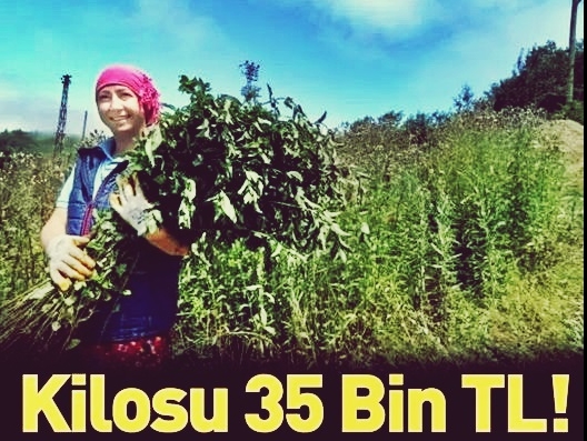 Kilosu 35 bin TL