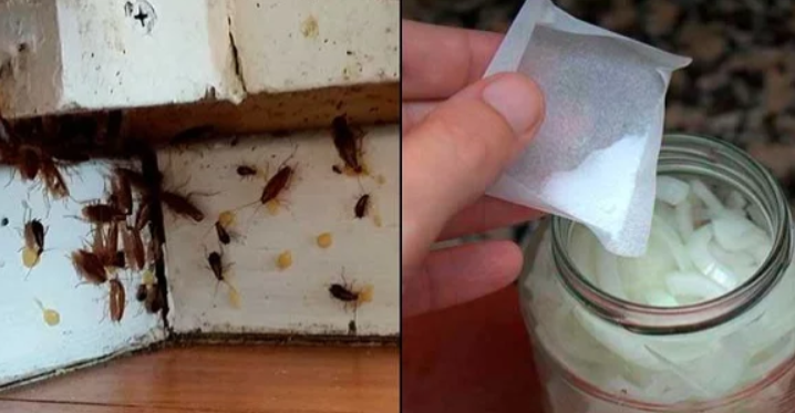 Bunu Evimin Köşelerine Koydum