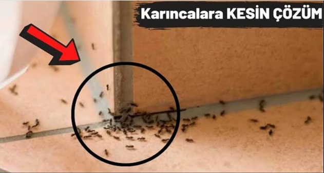 Evdeki tüm böcekleri