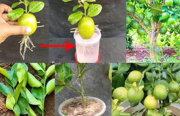 Çiftçiler 30 günde limon kesip