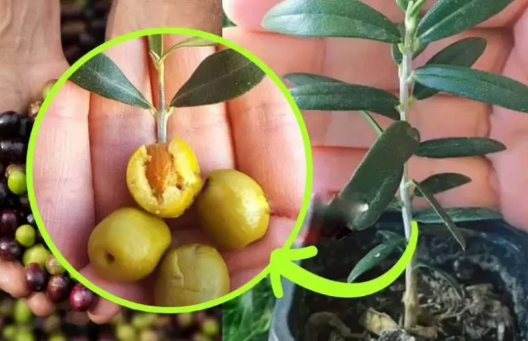 Saksıda zeytin ağacı yetiştir