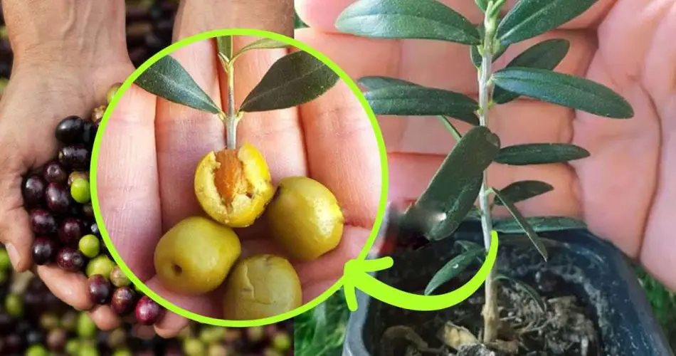 Saksıda zeytin ağacı yetiştir