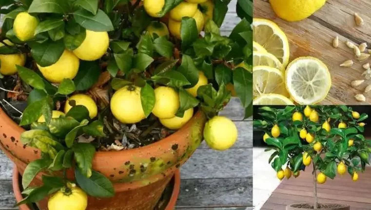 Evde sınırsız limon kaynağına nasıl sahip olunur