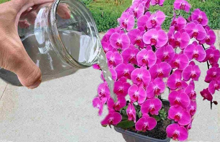 Bu malzemenin sadece bir fincanı ölü bitkiyi hayata döndürecektir