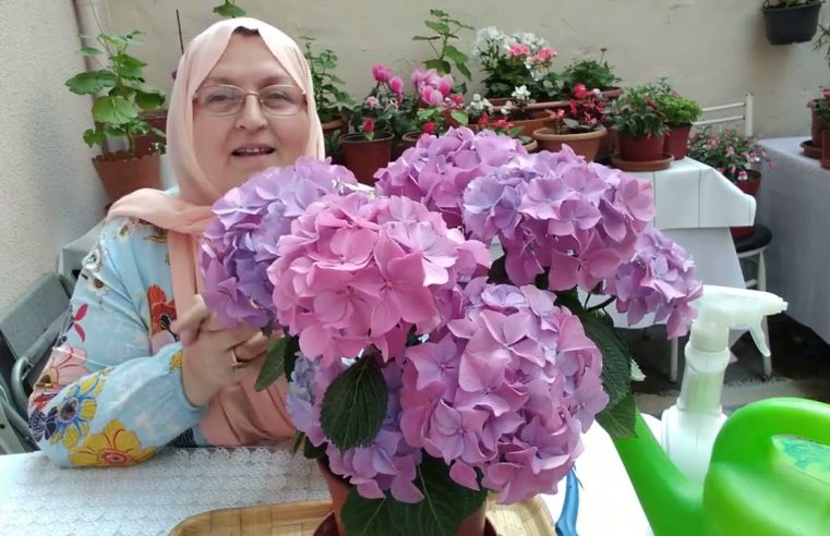 Dal tekniği ile bahçede veya balkonda yüzlerce ortanca yetiştirin