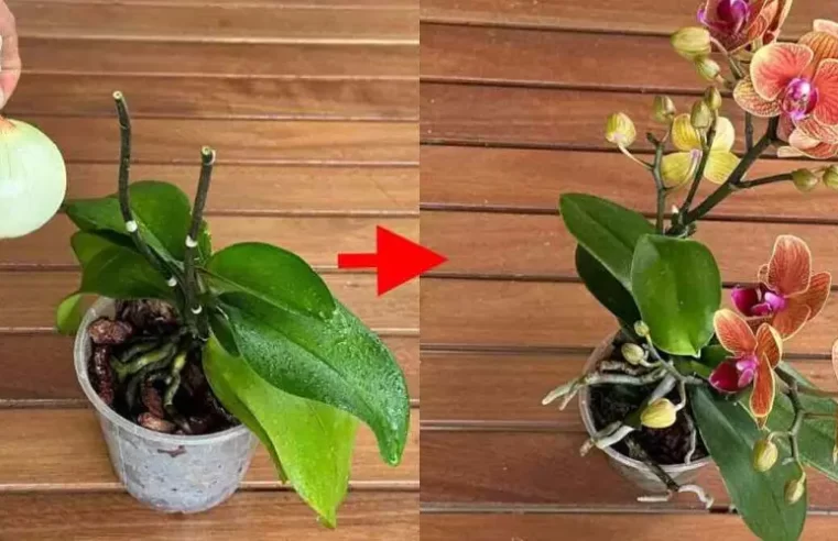 Bunu yaptıktan sonra tüm orkideleriniz durmadan çiçek açacaktır.