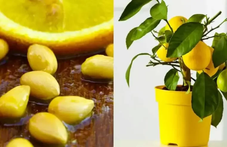 Bütün evi koklamak için bir bardağa limon yetiştirin