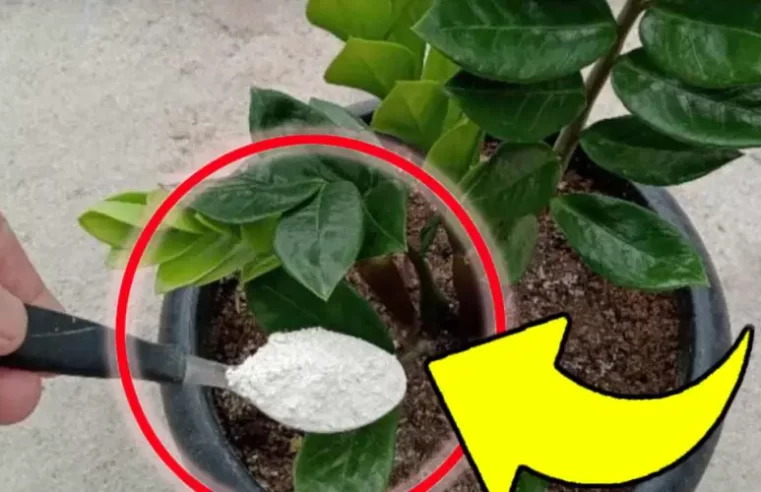 Bitkiler için bu doğal gübre ile her şey gözle görülür şekilde çiçek açacak