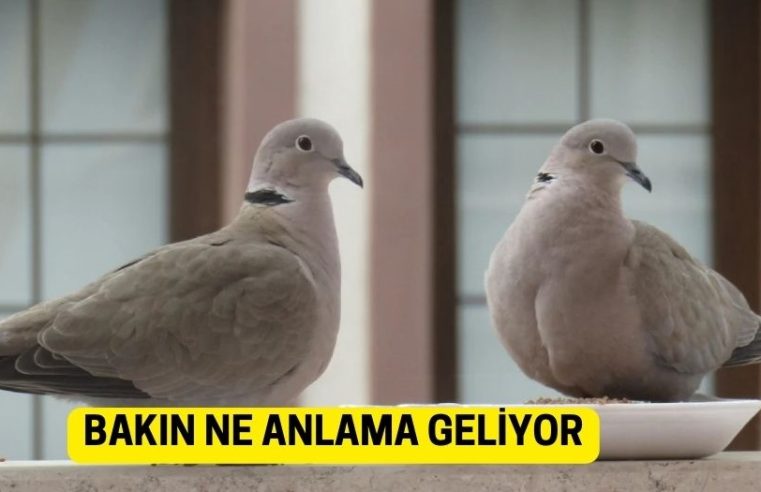 Balkonunuza kumru konduysa