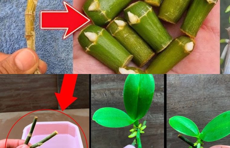 Bu sırrı bilmek bahçenizde milyonlarca orkidenin büyümesini sağlayacaktır