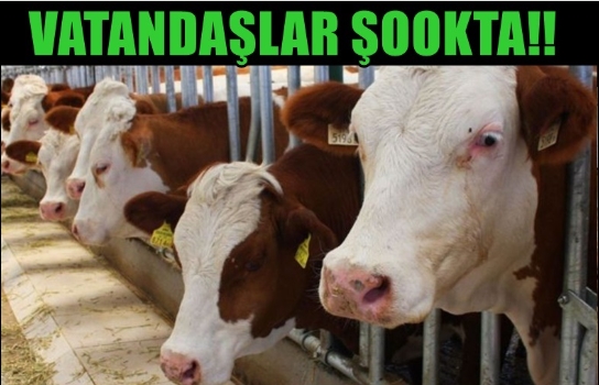 Vadi Besicilik’te 2025 kurban fiyatları belli oldu!