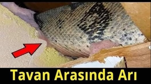 Ancak Sonra Çok Daha Kötü Bir Sorun Keşfettiler