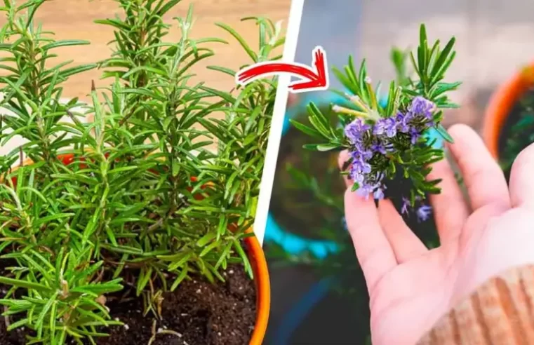 Bütün evi kokutmak için biberiye açmanın hilesi