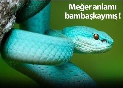 Rüyada Yılan Görmek