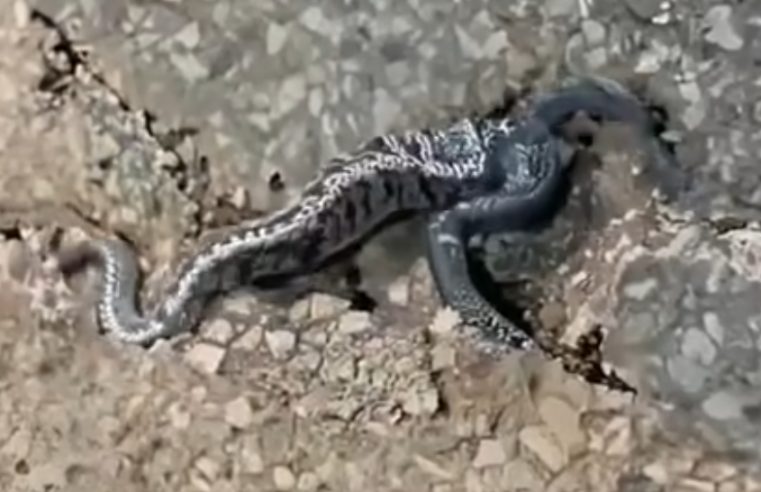 Başlangıçta kaldırımda sadece bir çöp Sandım