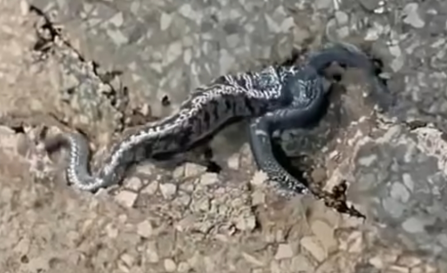 Başlangıçta kaldırımda sadece bir çöp Sandım
