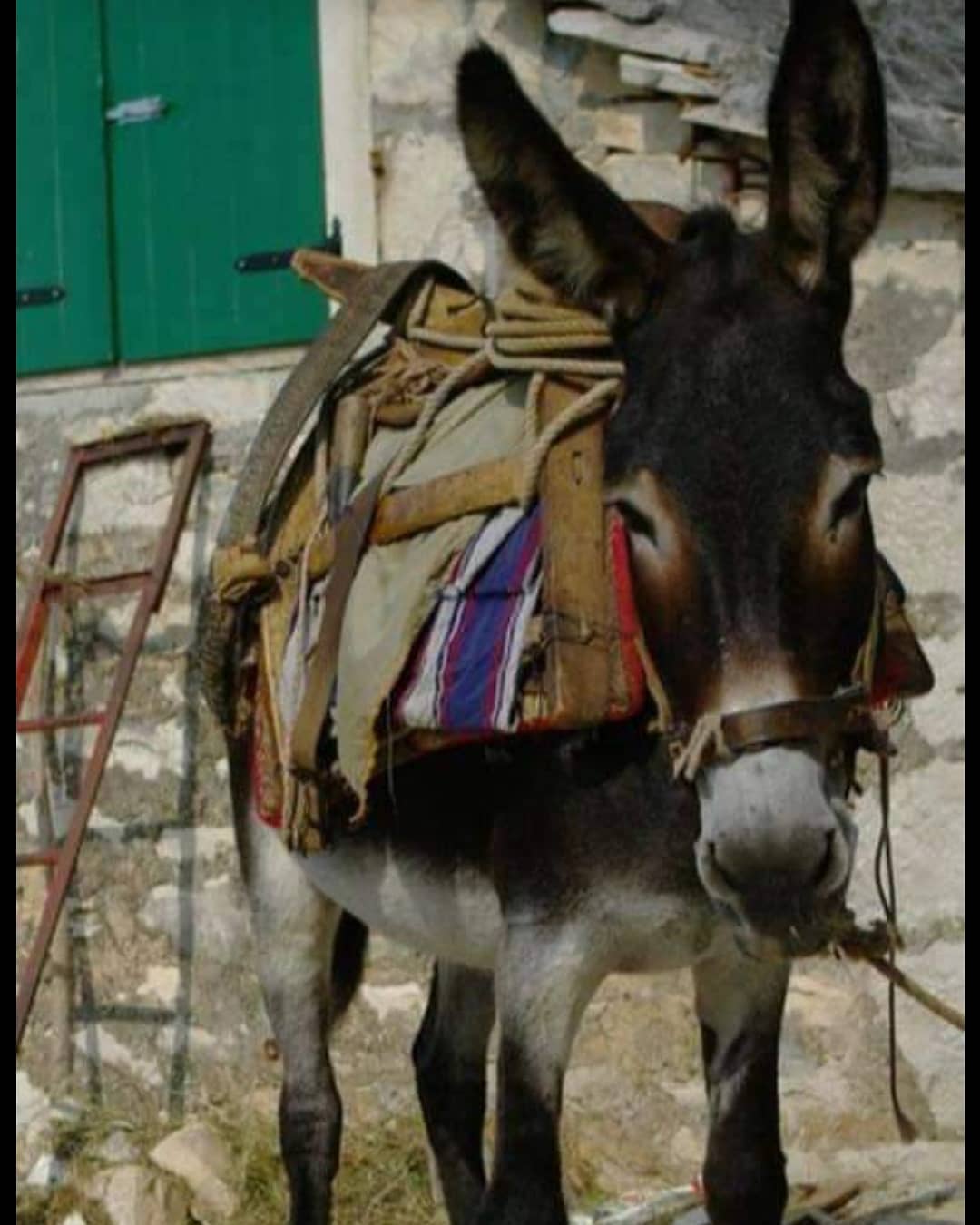 Komşunun merkebi