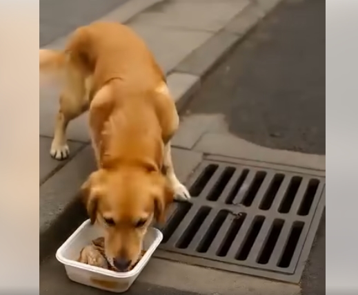 Köpek her gün aynı yağmur suyu gideri