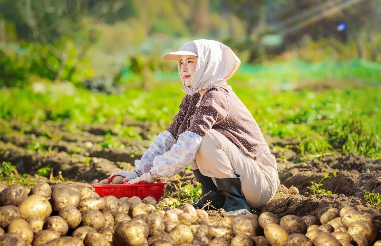 Patates tarlasında tek başıma çalıyordum