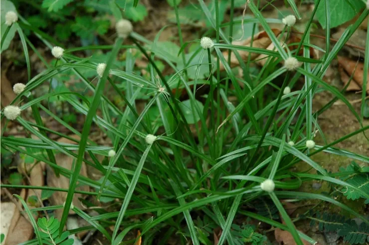 Bu gösterişsiz doğa harikası her yerde yetişiyor ama çoğu onu küçümsüyor…