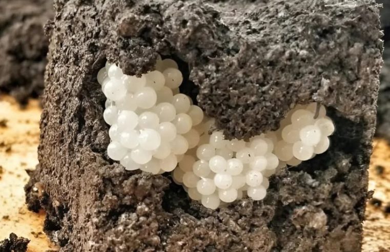 Bahçede çok garip bir şey fark ettim