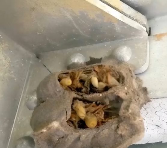 Eski bir alet kutusunu almak için