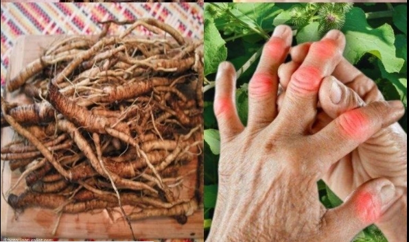 Bu bitki kanser hücrelerini yok ediyor!