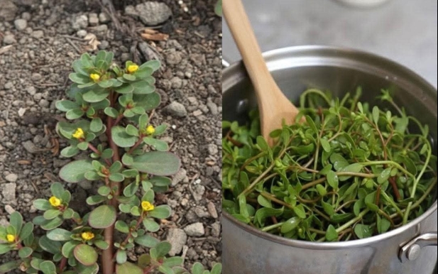 Bu Bitki Etten Daha Lezzetli!