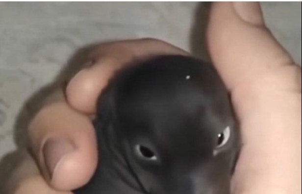 Terk edilmiş bir köpek yavrusu bulduğumu sanmıştım