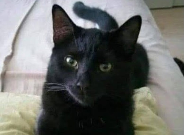 Siyah bir kedi size yaklaştığında anlamını Biliyormuydunuz