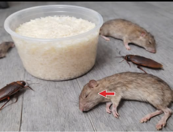 Pirinç, Fareler ve Hamam Böcekleri