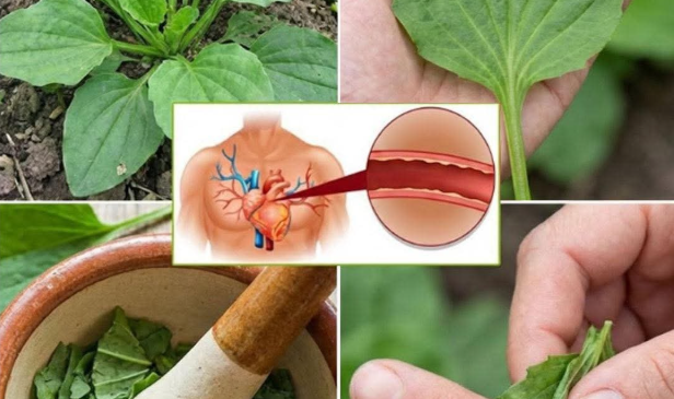 Doğanın Sessiz Şifacısı Neden Bu Kadar Değerli?