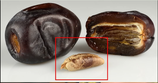 Hurma Çekirdeklerini Atmayın İşte Bu Kadar Güçlü Olmalarının Sebebi