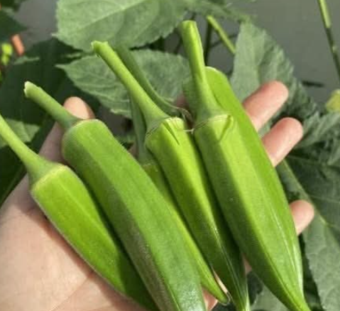 50 yaşın üstündeyseniz, bamya yemek…