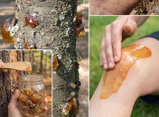 Doğal Ağaç Reçinesi: Başlıca Faydaları ve Geleneksel Kullanım Alanları